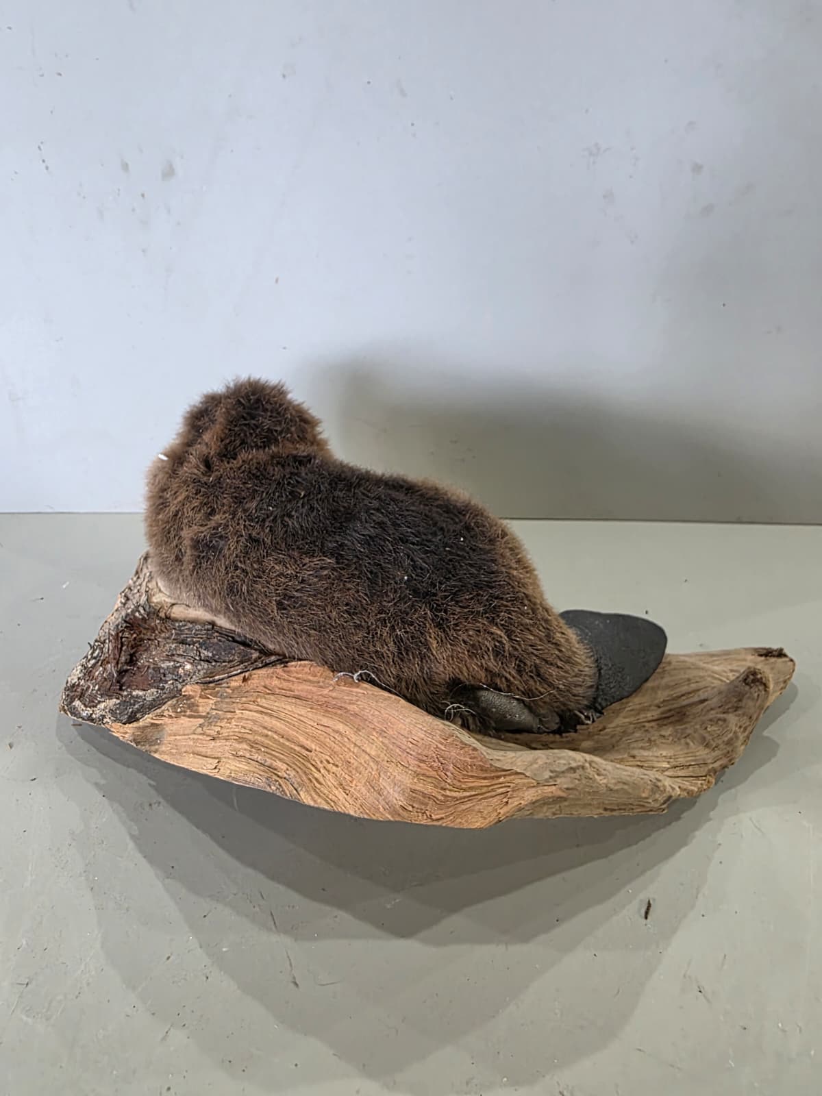 Fhck171 - Baby Beaver Taxidermy Mount – Lifelike Woodland Display