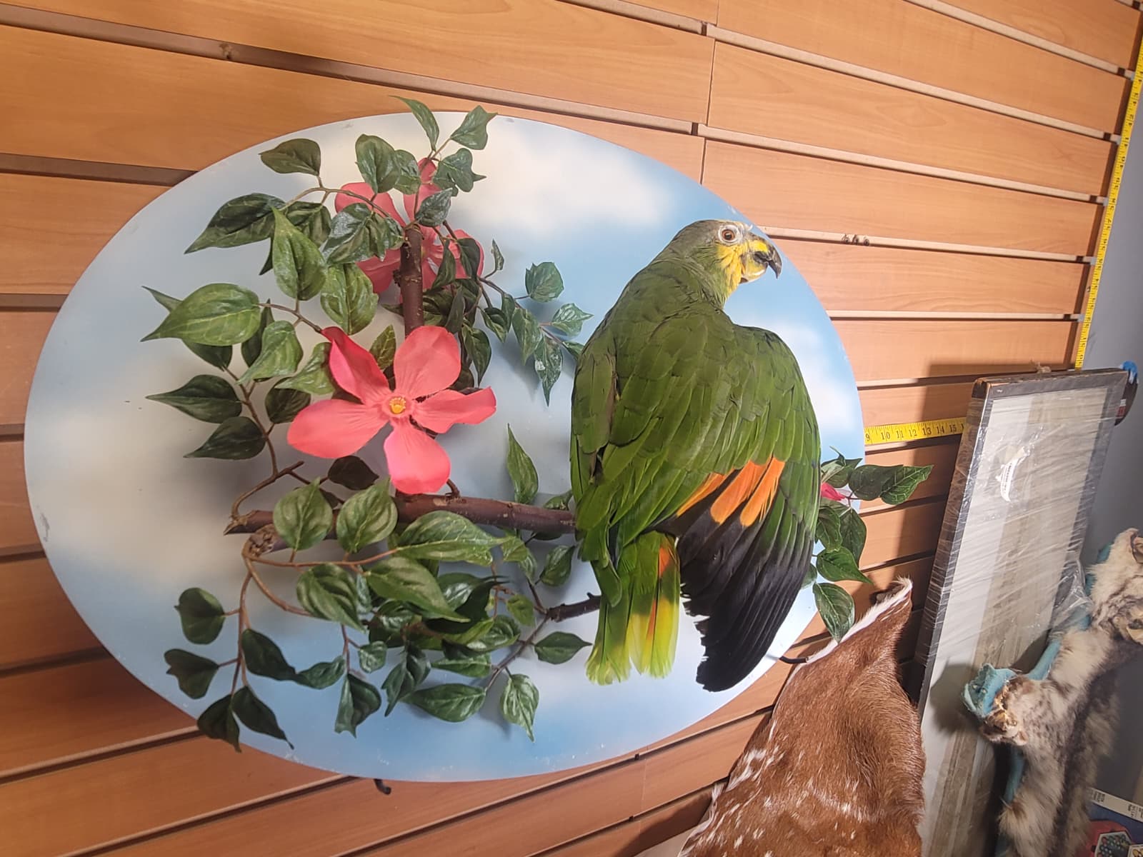 FHPAR300 - Orange-winged Amazon Parrot – Taxidermy Mount with Display Dome