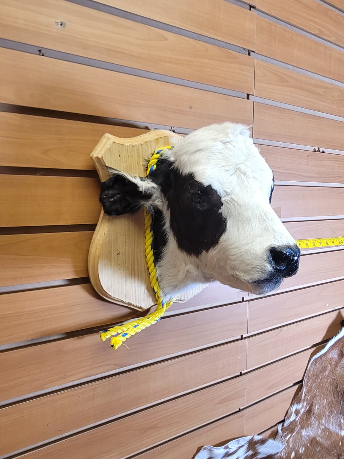 FHCOW301 - Mounted Calf Head – Taxidermy