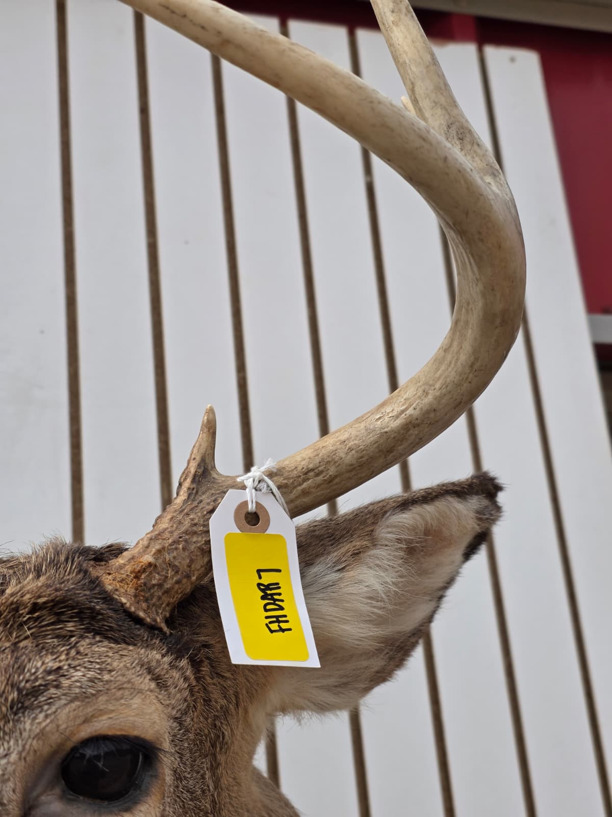 Fhdar7 - White-Tailed Deer Shoulder Mount – Taxidermy Wall Display
