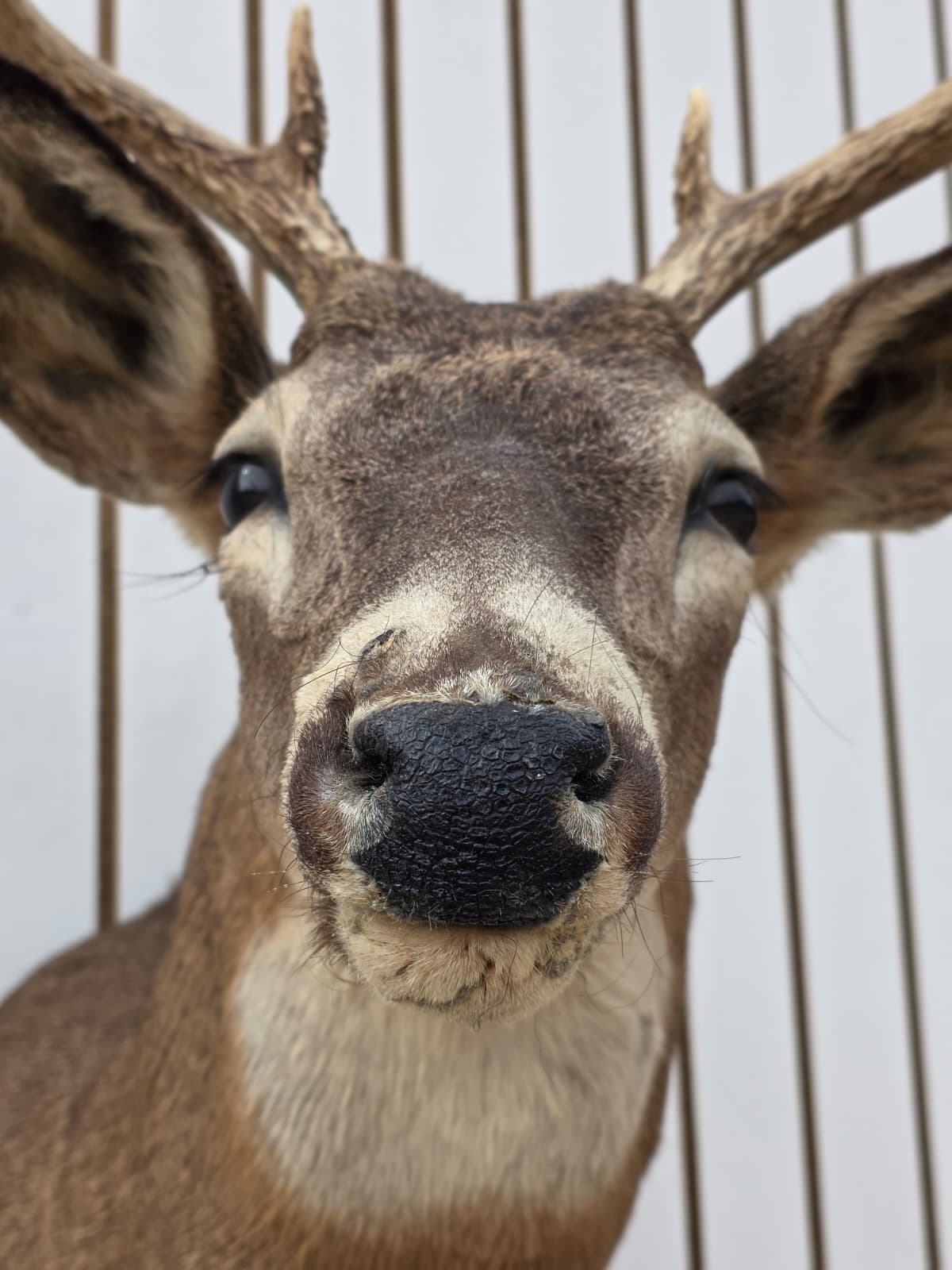Fhdar6 - White-Tailed Deer Shoulder Mount – Taxidermy Wall Display