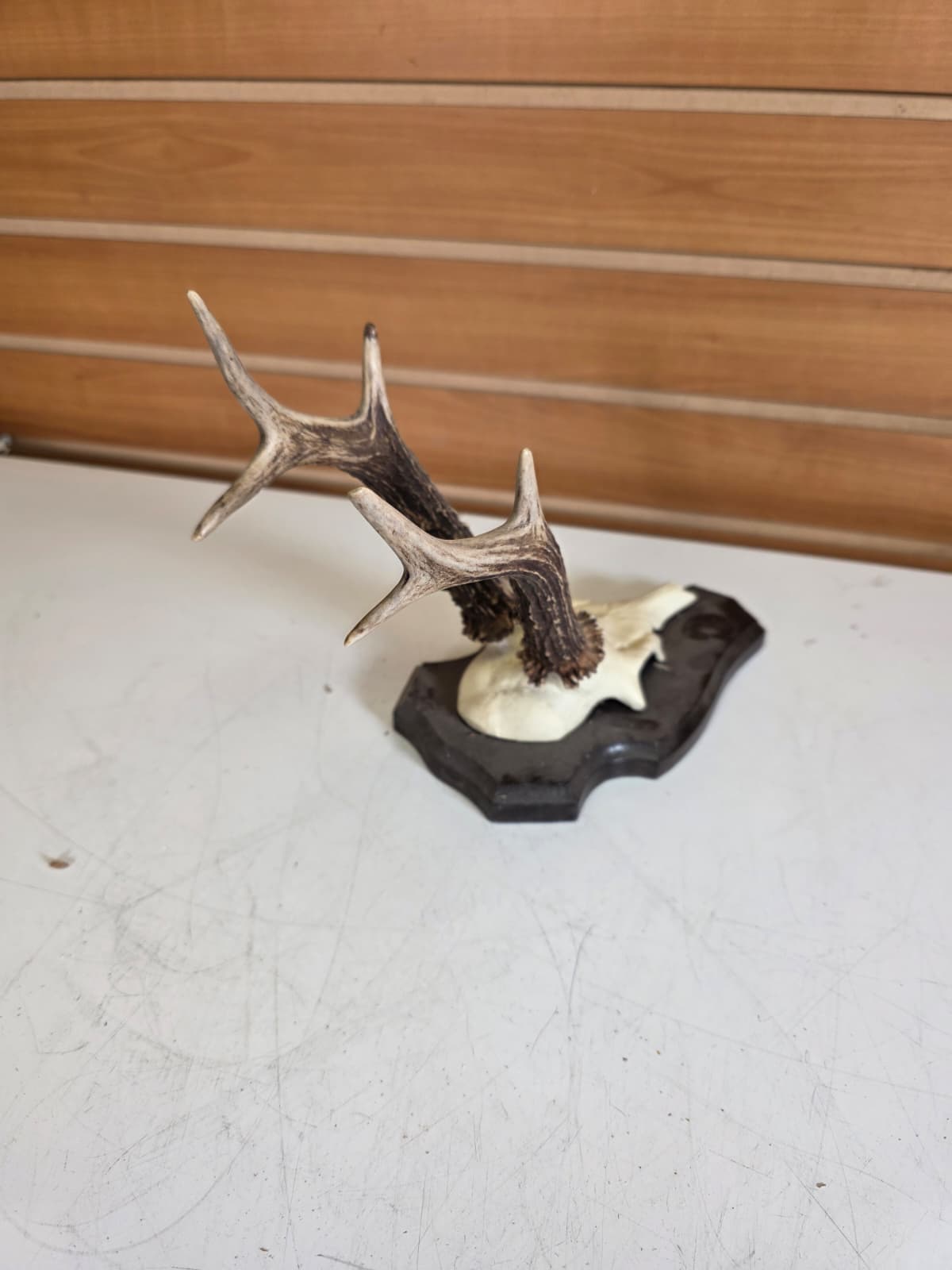 Jtv310 - Roe Deer Upper Skull – Taxidermy Specimen