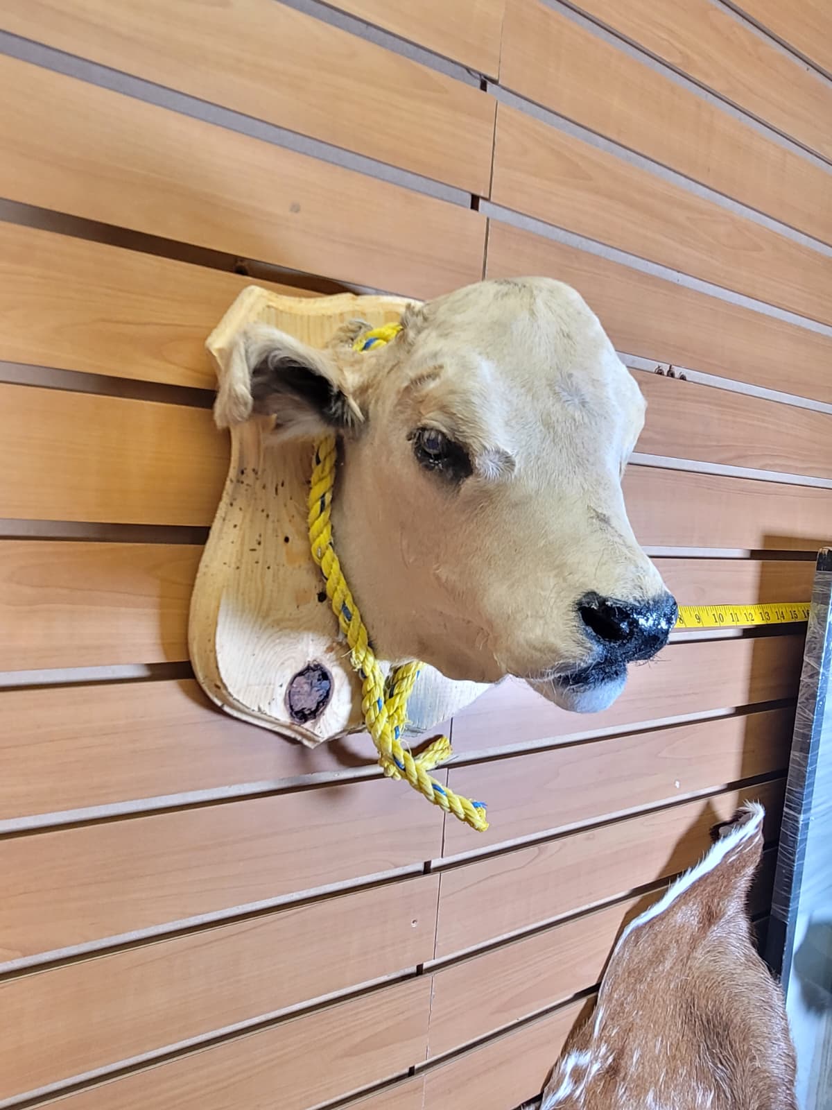 FHCOW304 - Mounted Calf Head – Taxidermy