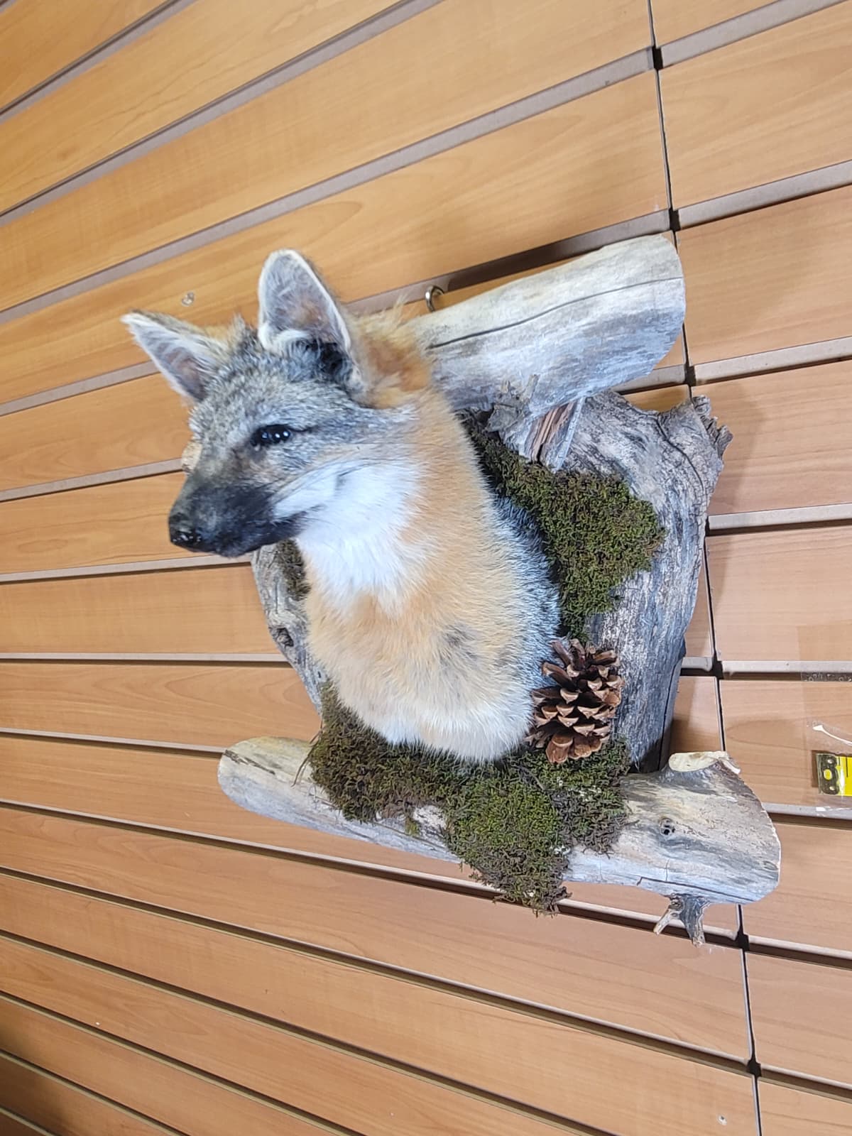 FHGF300 - Gray Fox – Taxidermy Mount