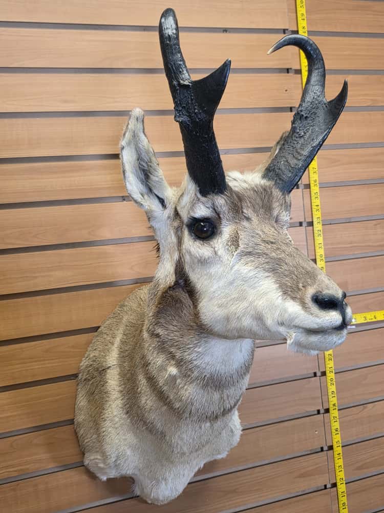 Fmcm48 - Pronghorn Shoulder Mount – Majestic Western Trophy Display
