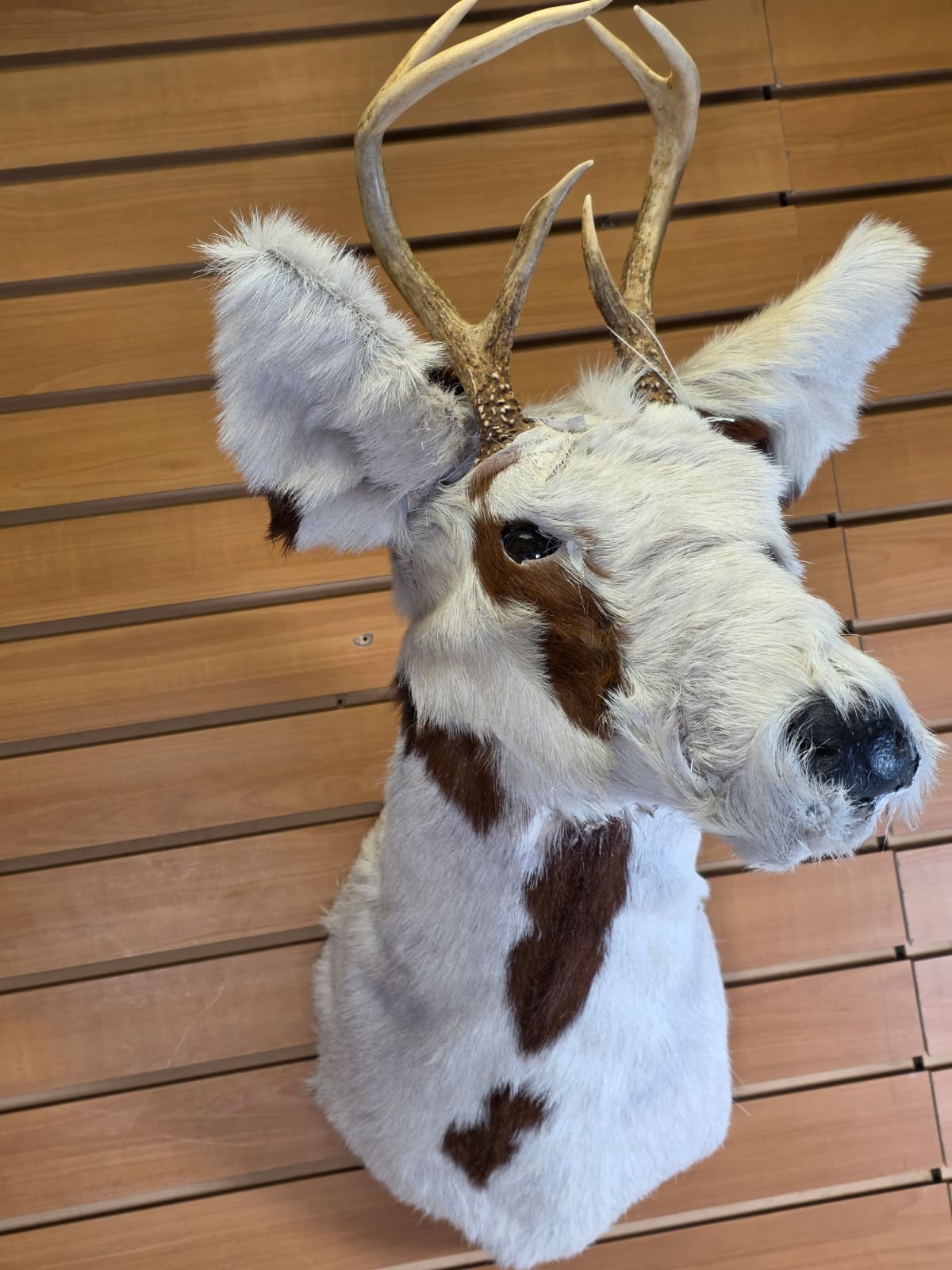 Jtv113 - replica Spotted Deer – Taxidermy Mount