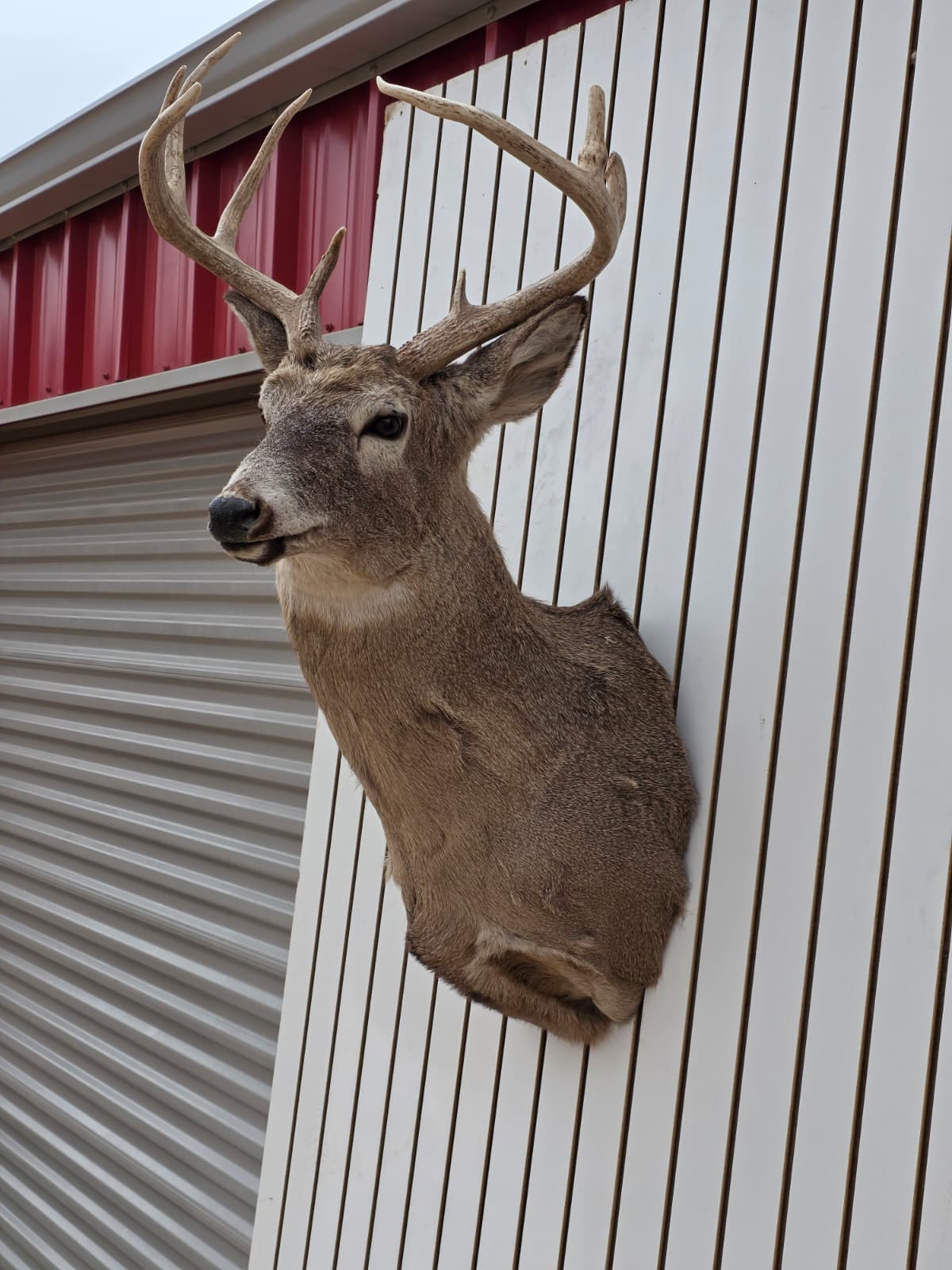 Drmq105 - White-Tailed Deer Shoulder Mount – Taxidermy Wall Display