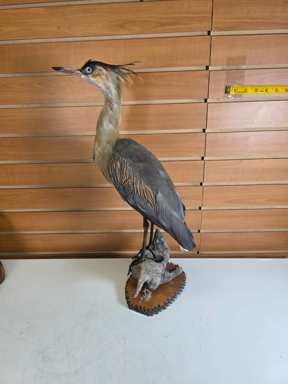 Fhab34 - Whistling Heron – Taxidermy Mount