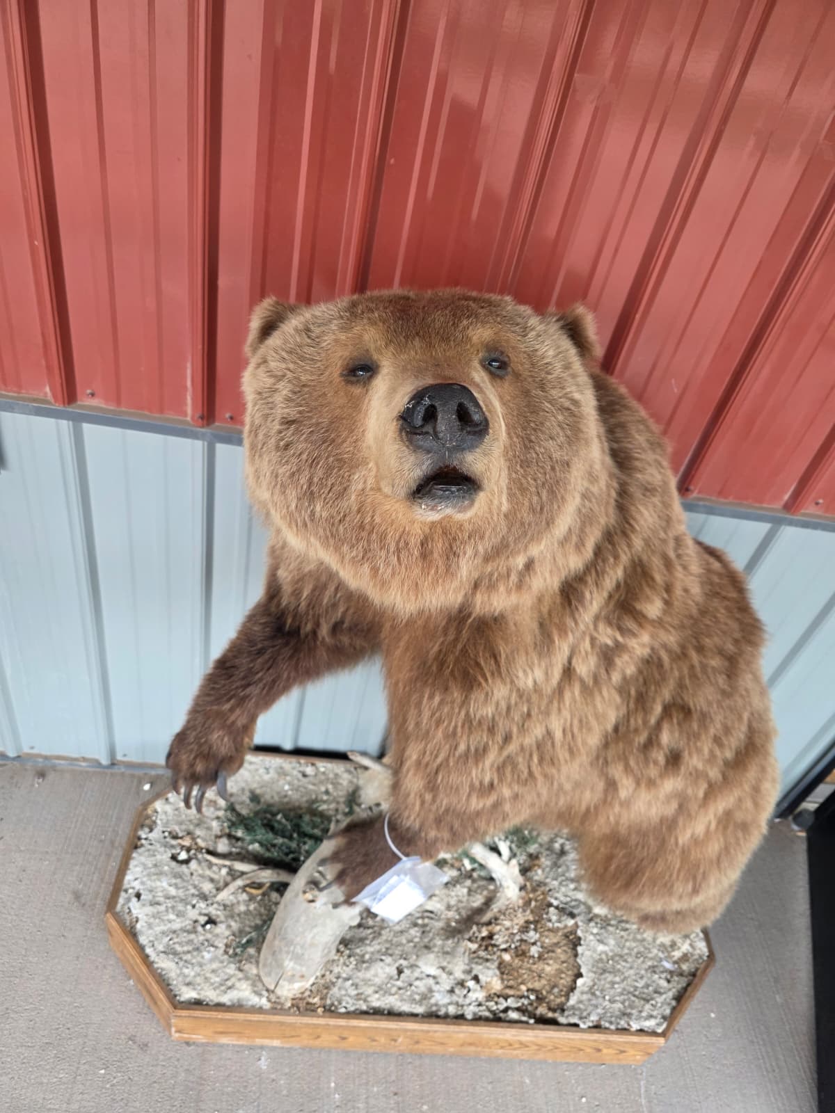 FHXBR2 - Grizzly Bear Taxidermy – Lifelike Wildlife Display
