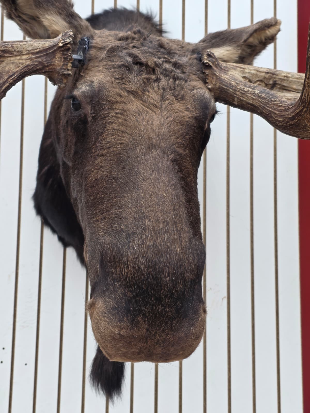 Fhcm82 - massive 63" Wide Double Main Beam Alaskan Moose Shoulder Mount Taxidermy