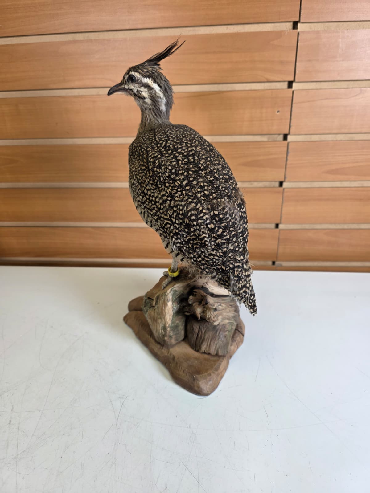 Jtv311 - Crested Tinamou – Taxidermy Mount