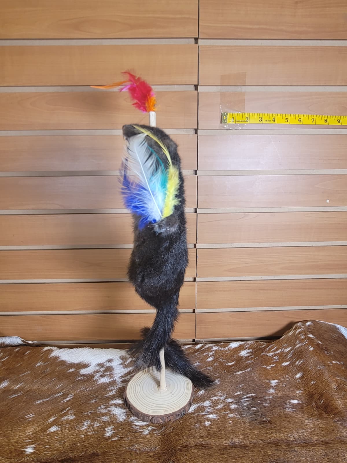 FHSQ305 - Stripping American red squirrel taxidermy mount