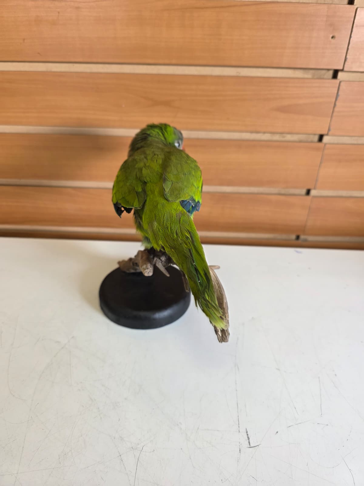 Fhyen12 - Quaker Parrot Taxidermy Mount – Lifelike Display Piece