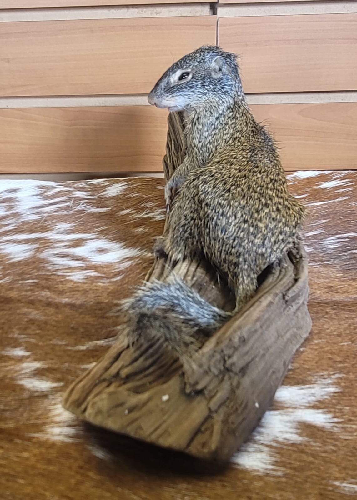 FHSQ306 - Franklin’s Ground Squirrel – Full Body Taxidermy Mount