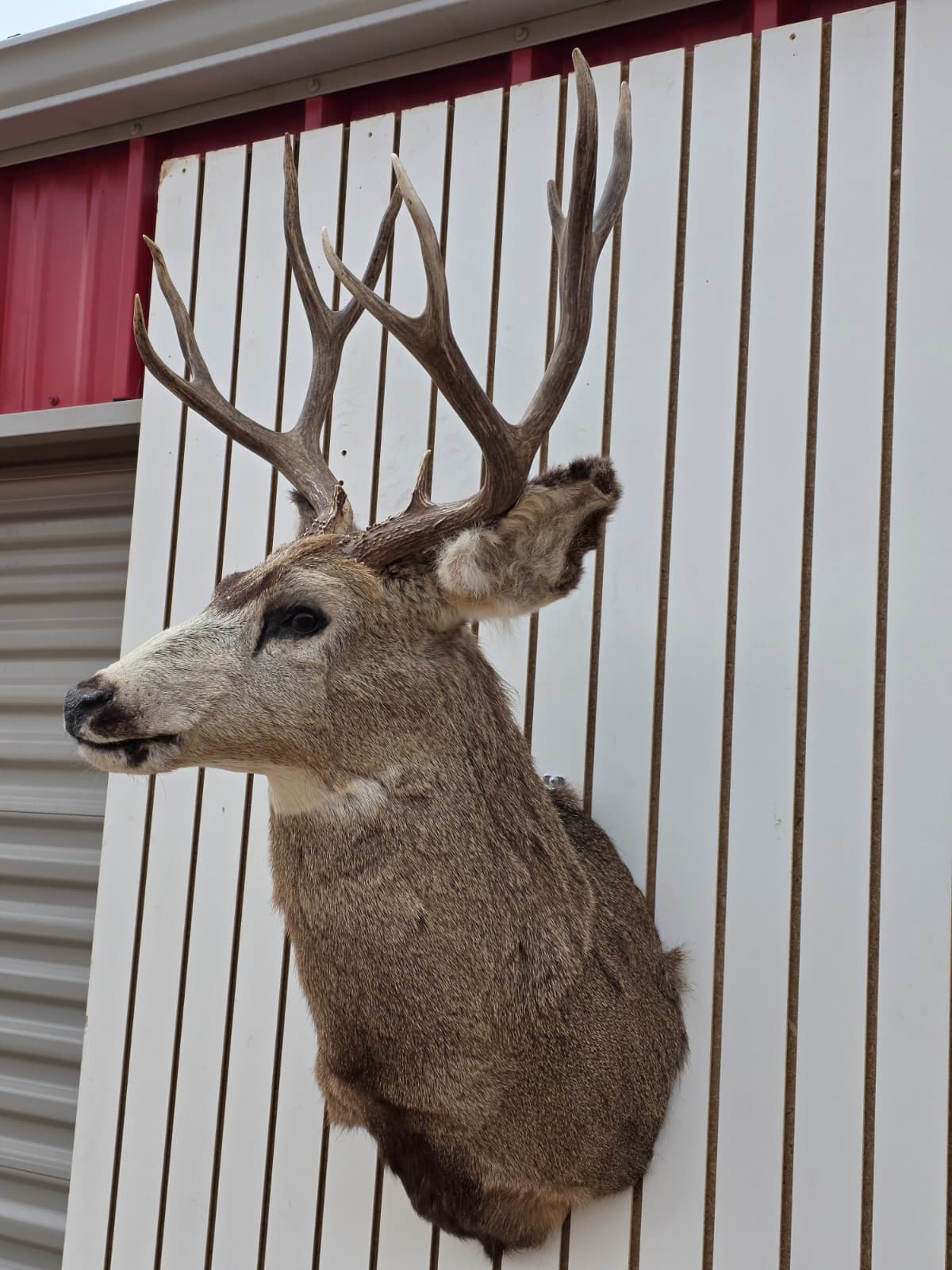 Drmq101 - Mule Deer Shoulder Mount Taxidermy – Wall Display