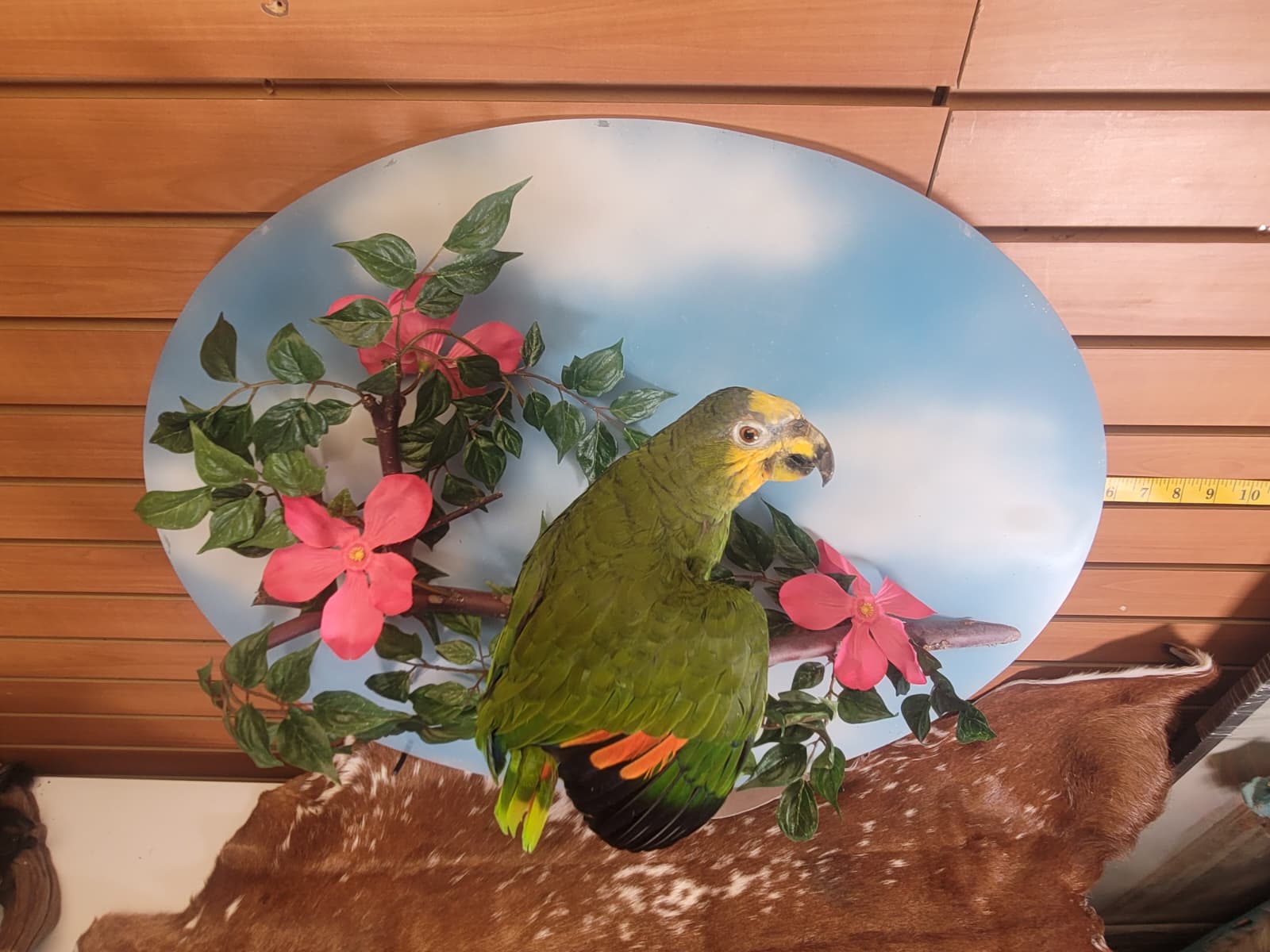FHPAR300 - Orange-winged Amazon Parrot – Taxidermy Mount with Display Dome