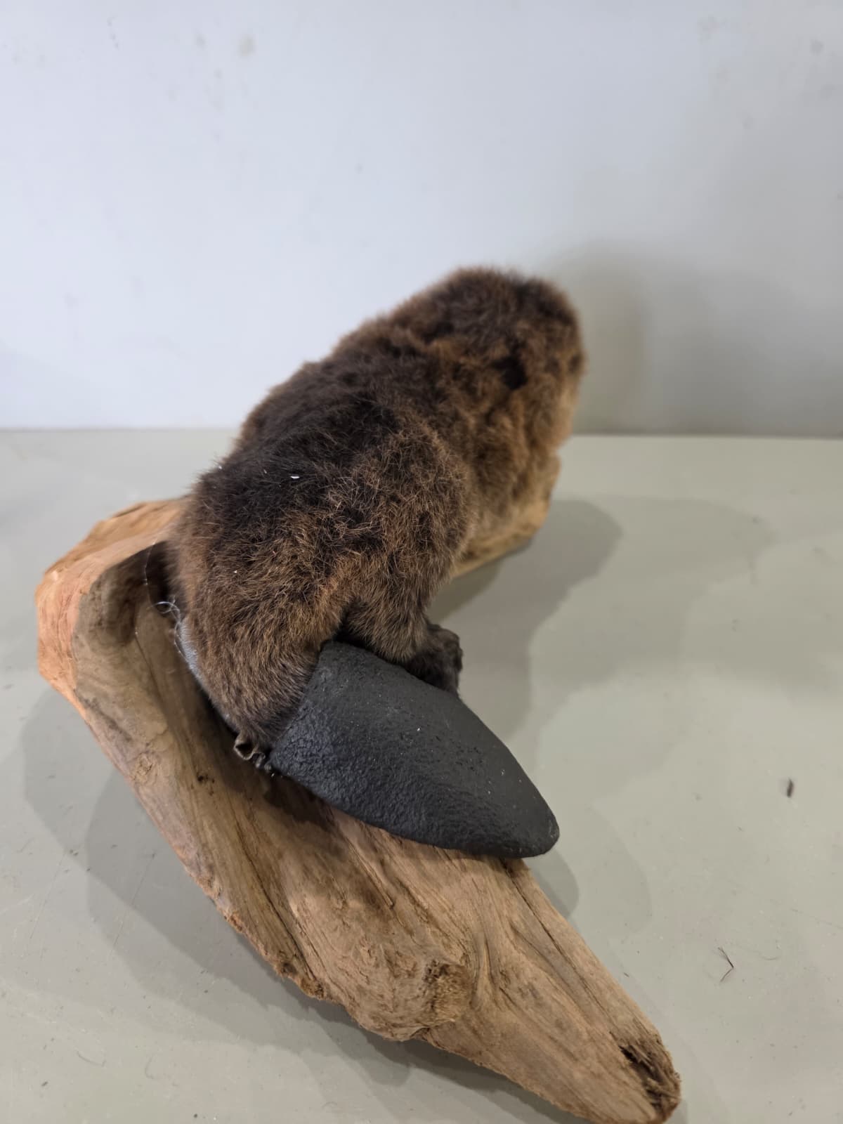 Fhck171 - Baby Beaver Taxidermy Mount – Lifelike Woodland Display