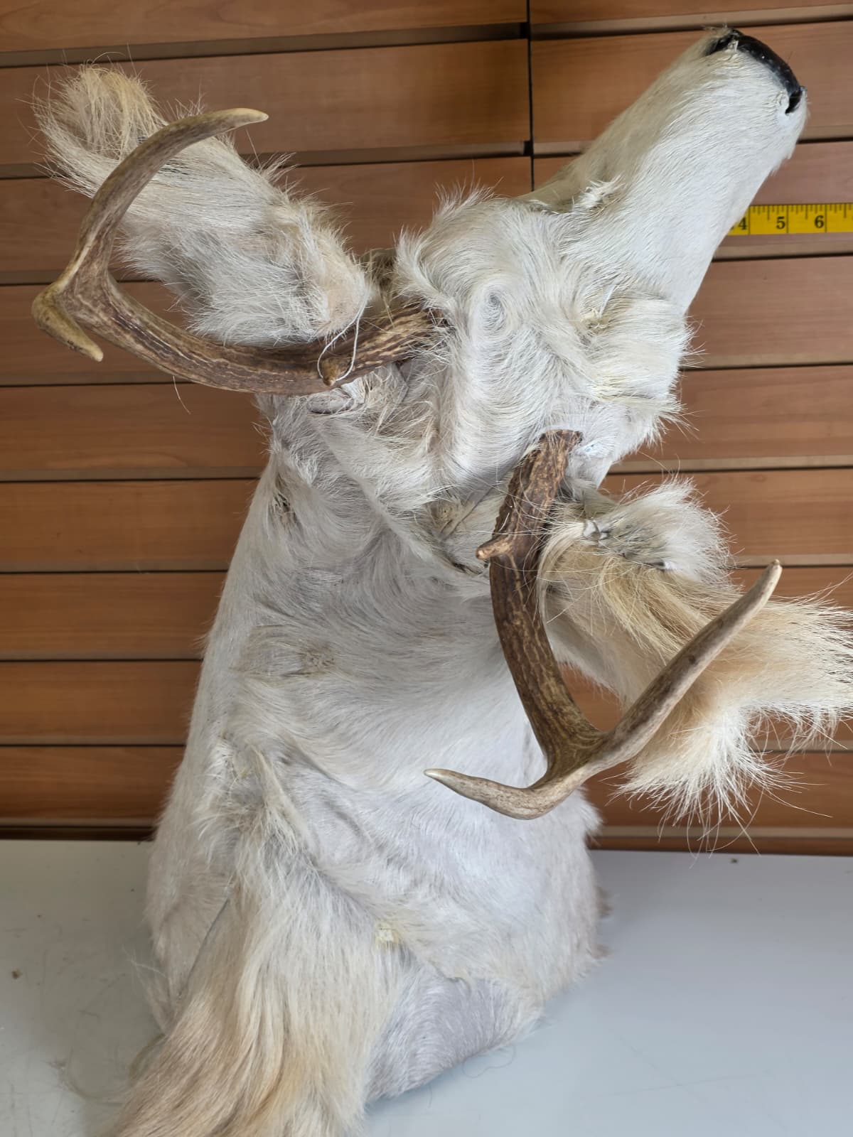 Jtv114 - replica White-Coated Deer with Long Ears – Taxidermy Mount with Branched Antlers
