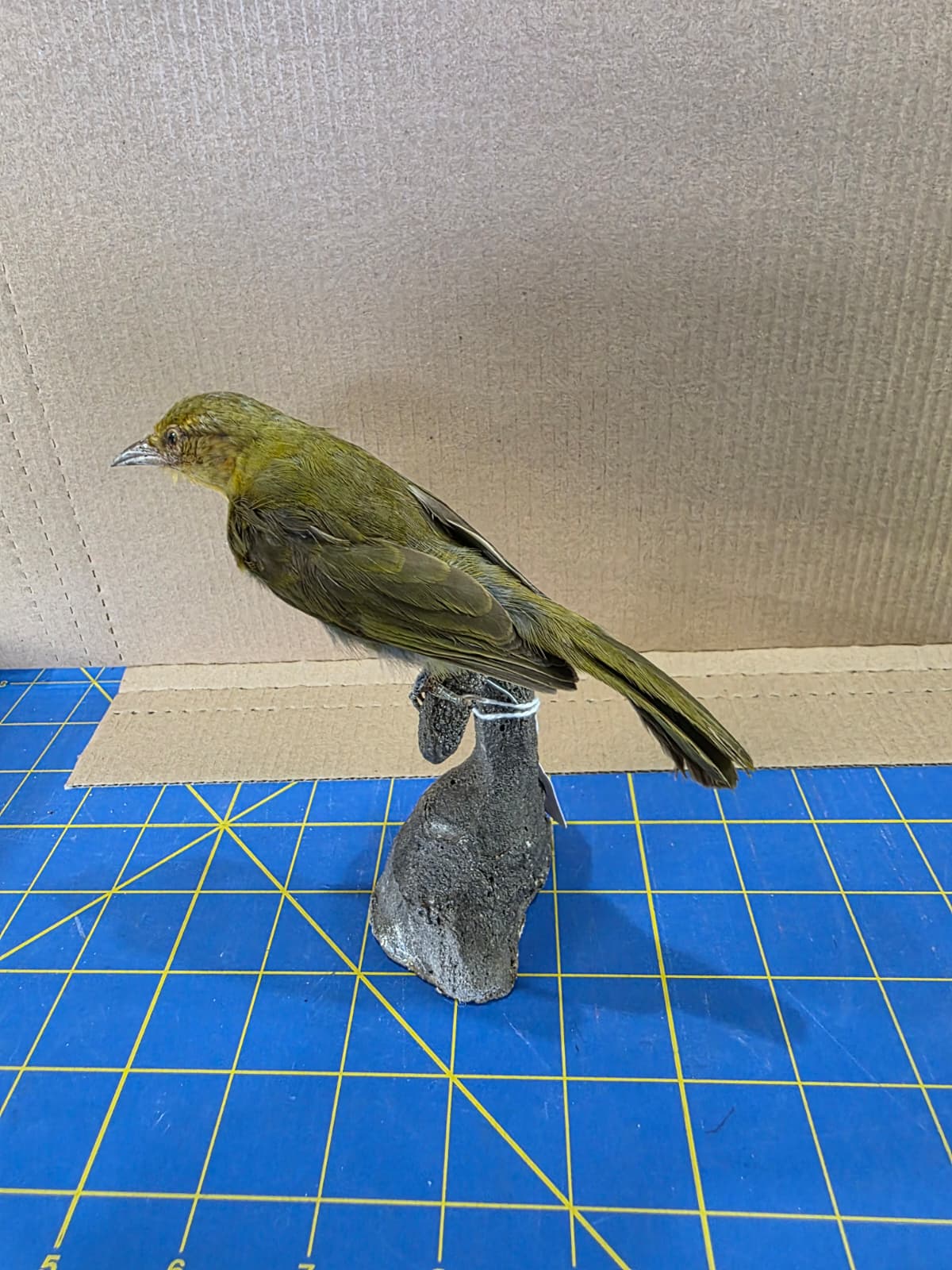 Jtv315 - Maila Grata Taxidermy Bird Mount