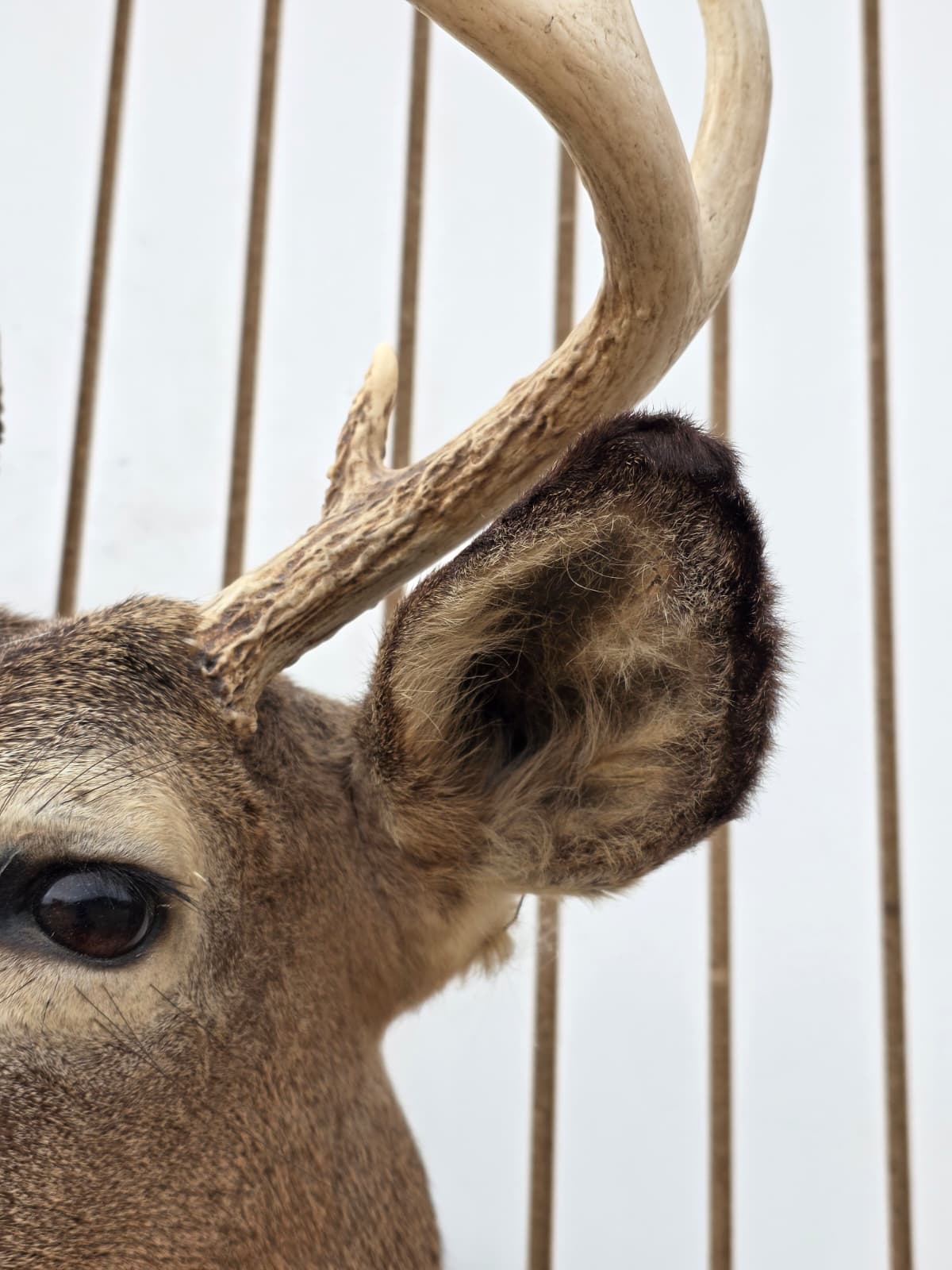 Fhdar6 - White-Tailed Deer Shoulder Mount – Taxidermy Wall Display