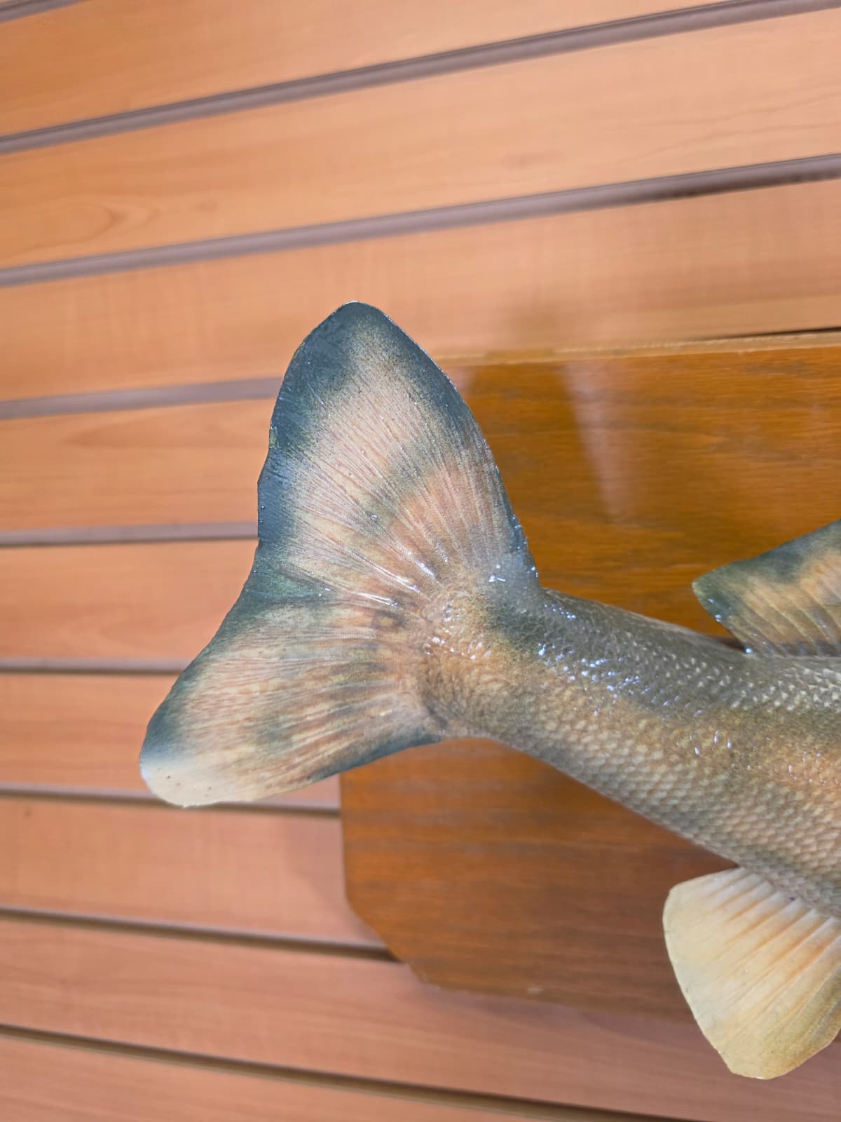 Jtv443 - 28" Walleye Taxidermy Mount – Vintage 1970 Classic Display