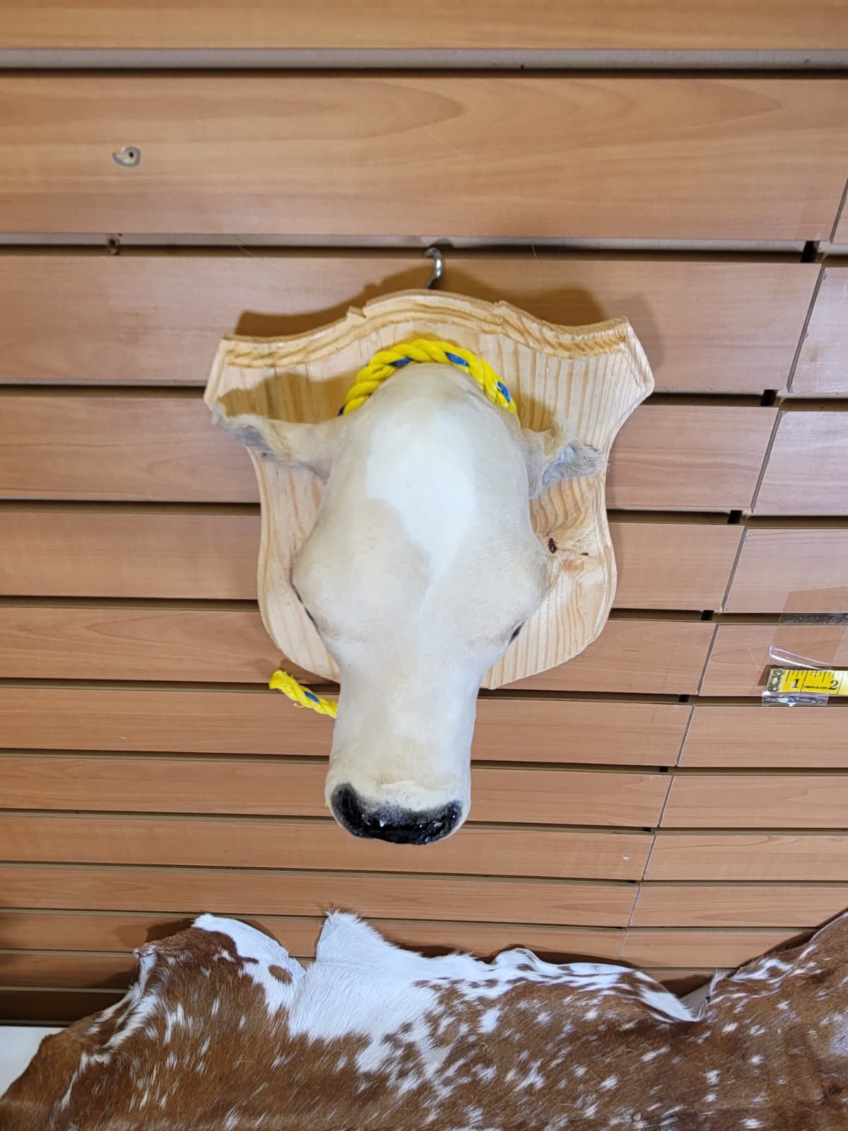 FHCOW300 - Mounted Calf Head – Taxidermy