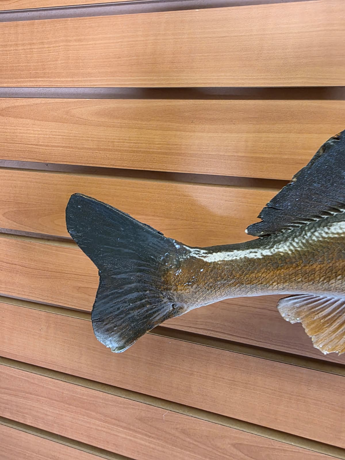 Jtv434 - 21" Walleye Taxidermy Mount – Lifelike Freshwater Display