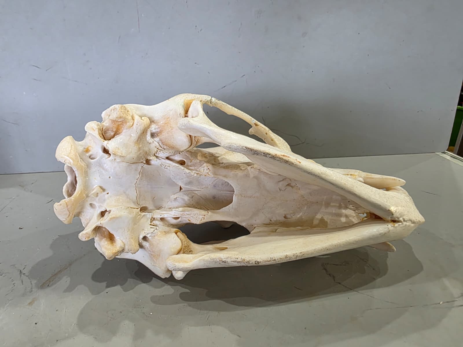 Jtv436 - Bear Skull Taxidermy – 10” Long Display