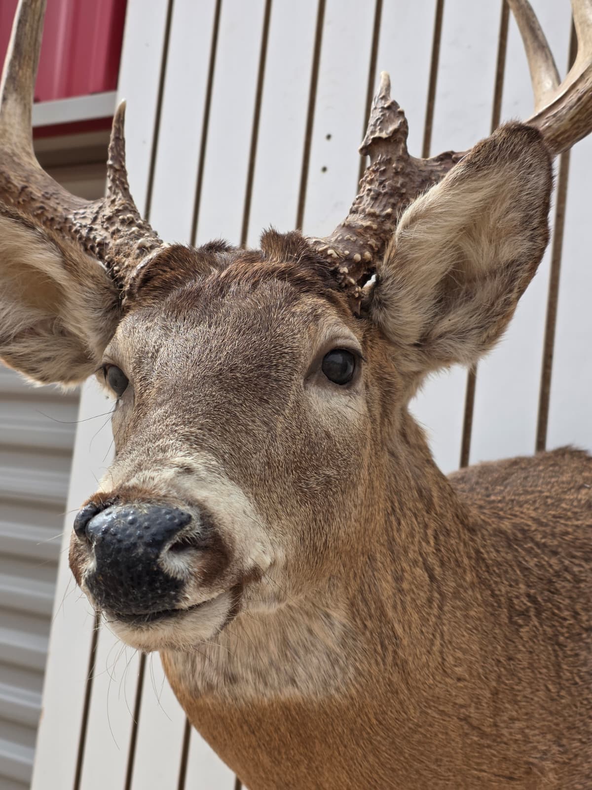 Drmq102 - White-Tailed Deer Shoulder Mount – Taxidermy Wall Display