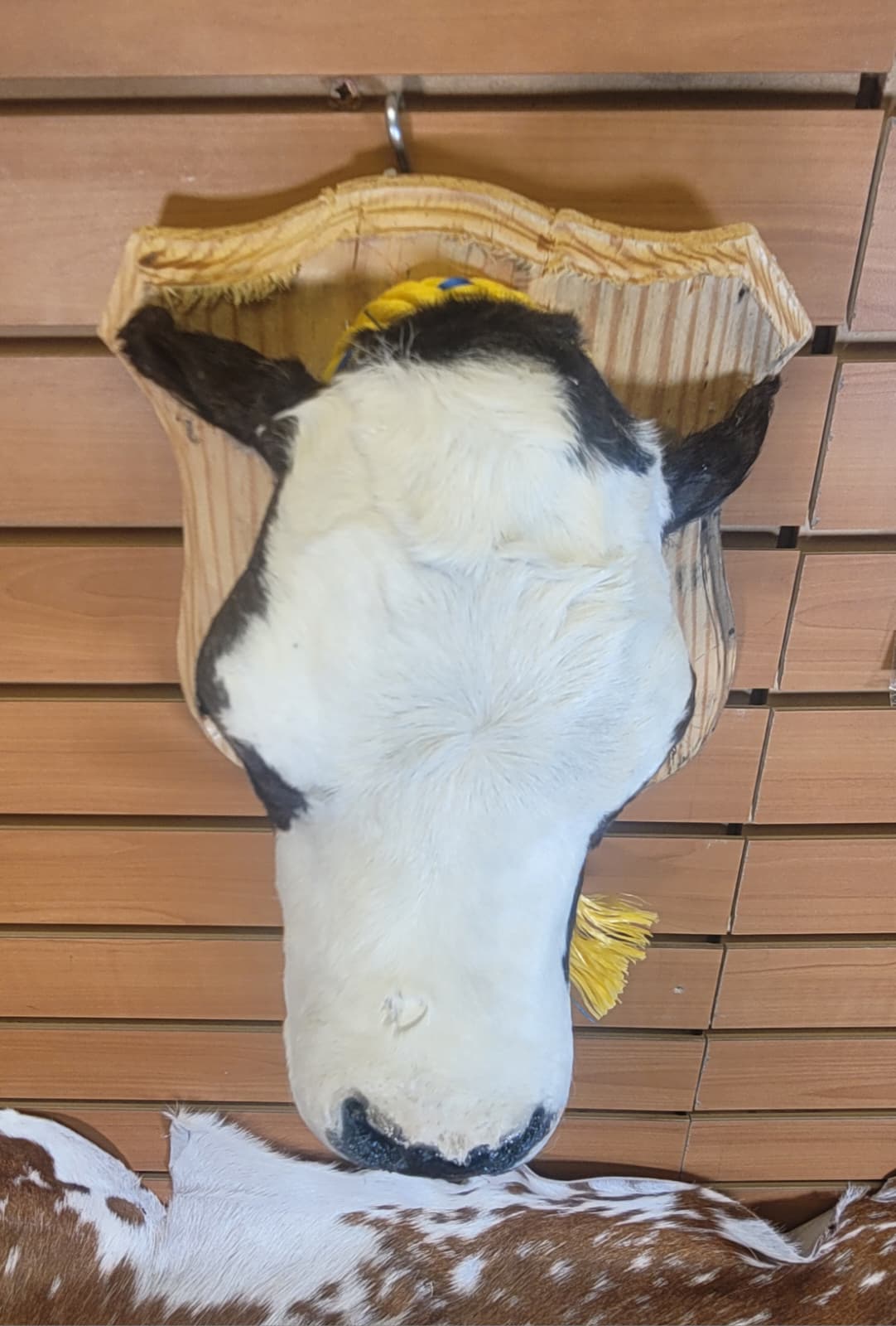 FHCOW311 - Mounted Calf Head – Taxidermy