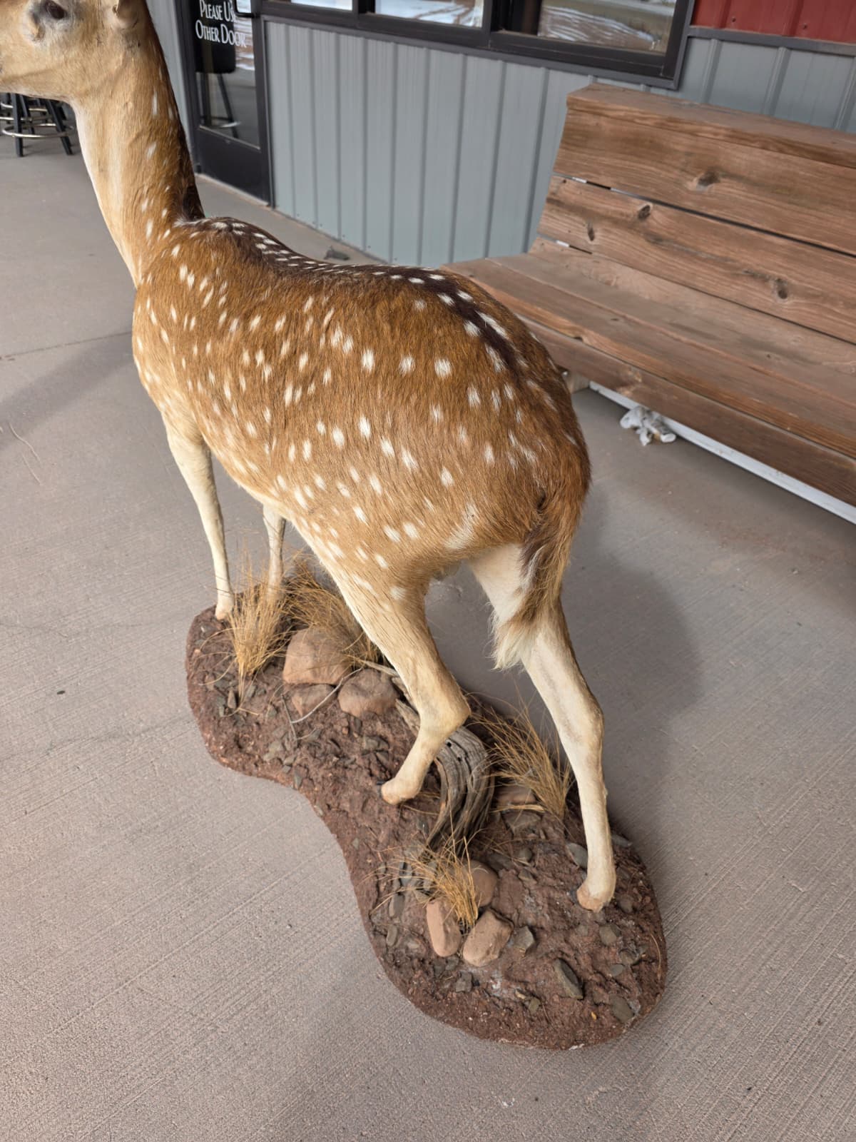 JTV320A - Axis Deer Taxidermy Mount – Exotic Spotted Trophy Display