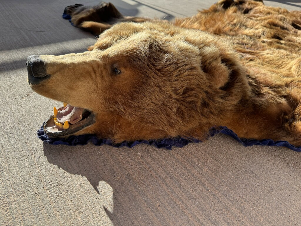 FHRUG301 - Brown Bear Rug Taxidermy