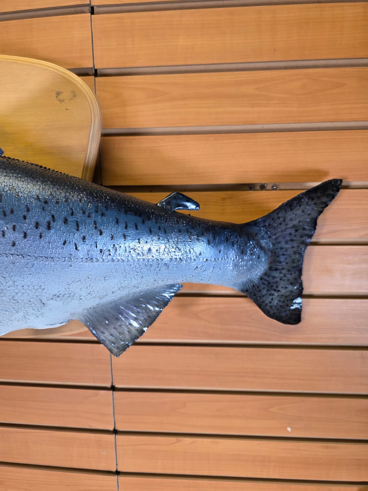 Jtv454 - 39" Trout Taxidermy Mount – Premium Freshwater Display