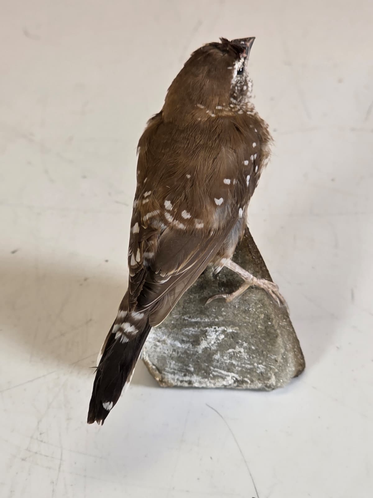 JTV318 - Plum-Headed Finch – Female Taxidermy Mount