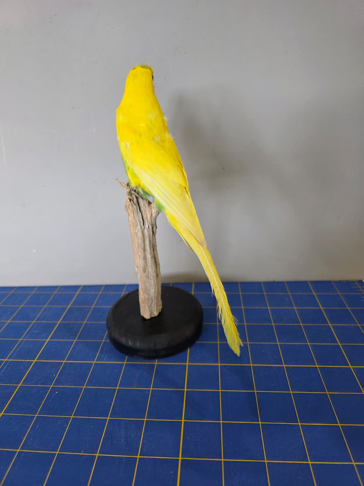 Fhyen7 - Yellow & Green Parakeet Taxidermy Mount – Vibrant Natural Display
