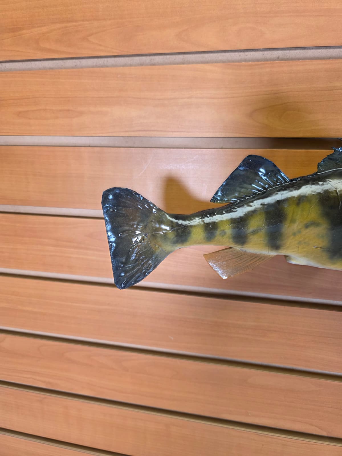 Jtv405 - 14" Perch Fish Mount – Detailed Natural Display