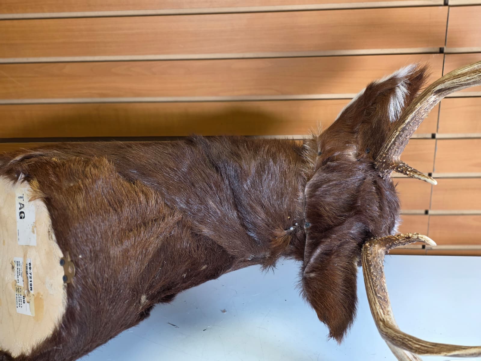 Jtv112 - replica-Tailed Deer – Taxidermy Mount