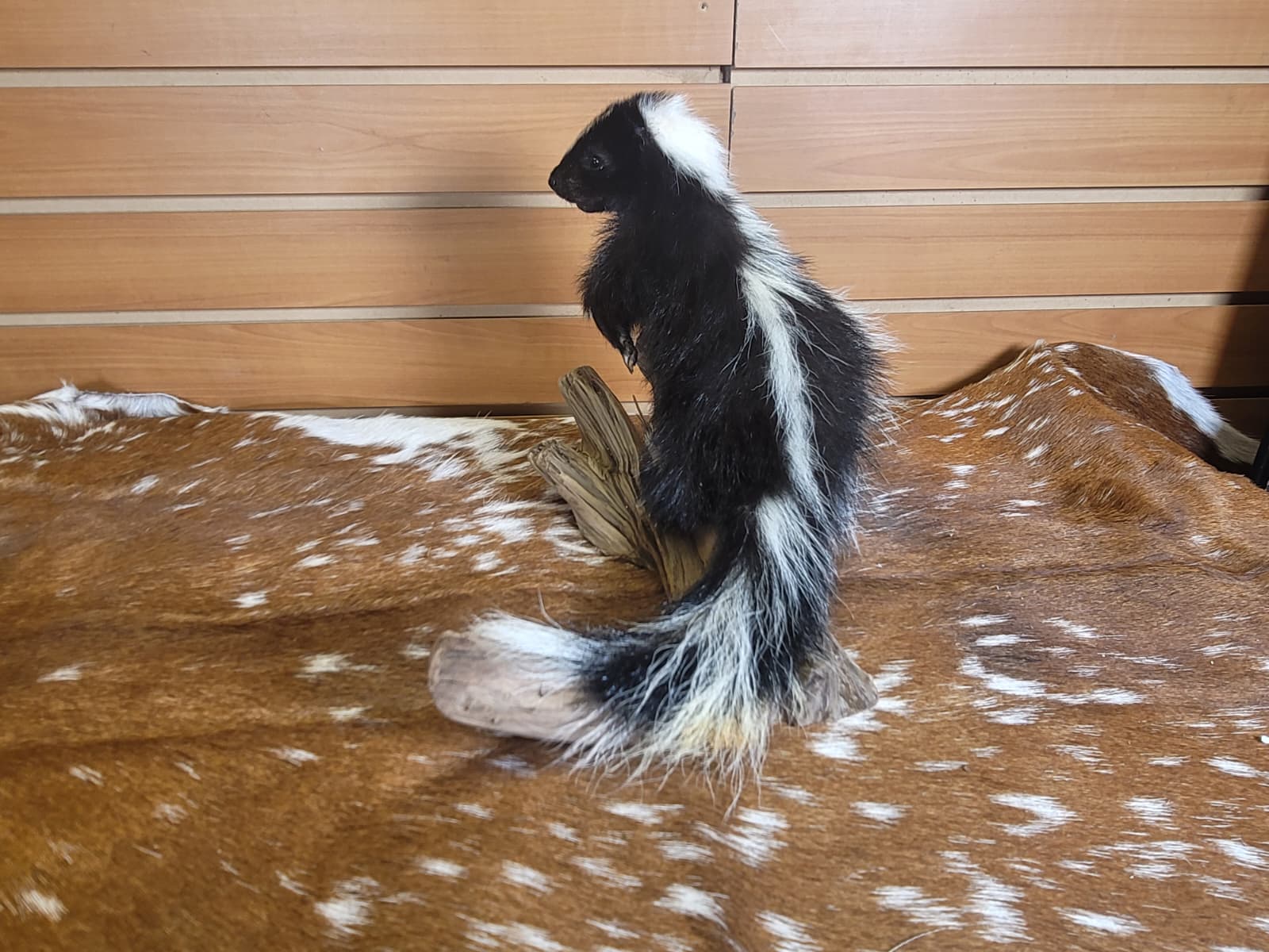 FHSKU308 - Full-Body baby Skunk Taxidermy Mount