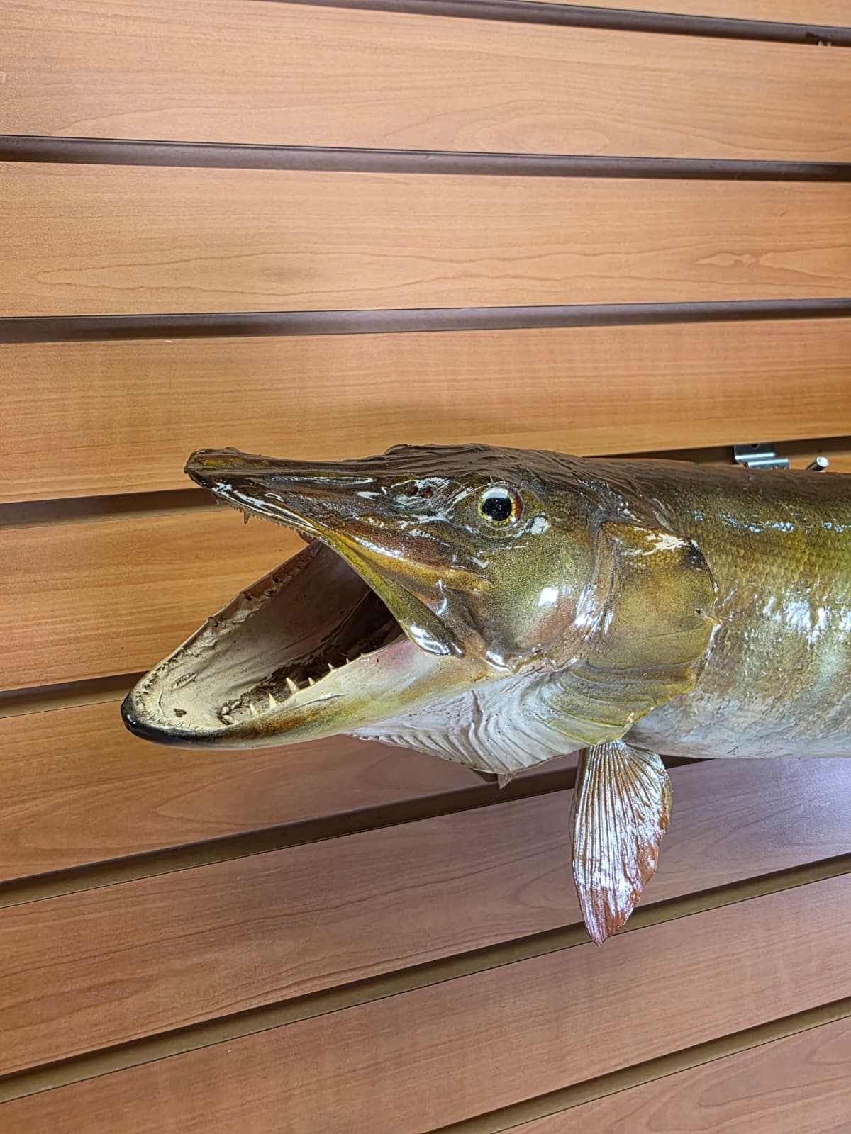 Jtv439 - 30" Muskie Taxidermy Mount – Striking Freshwater Predator Display