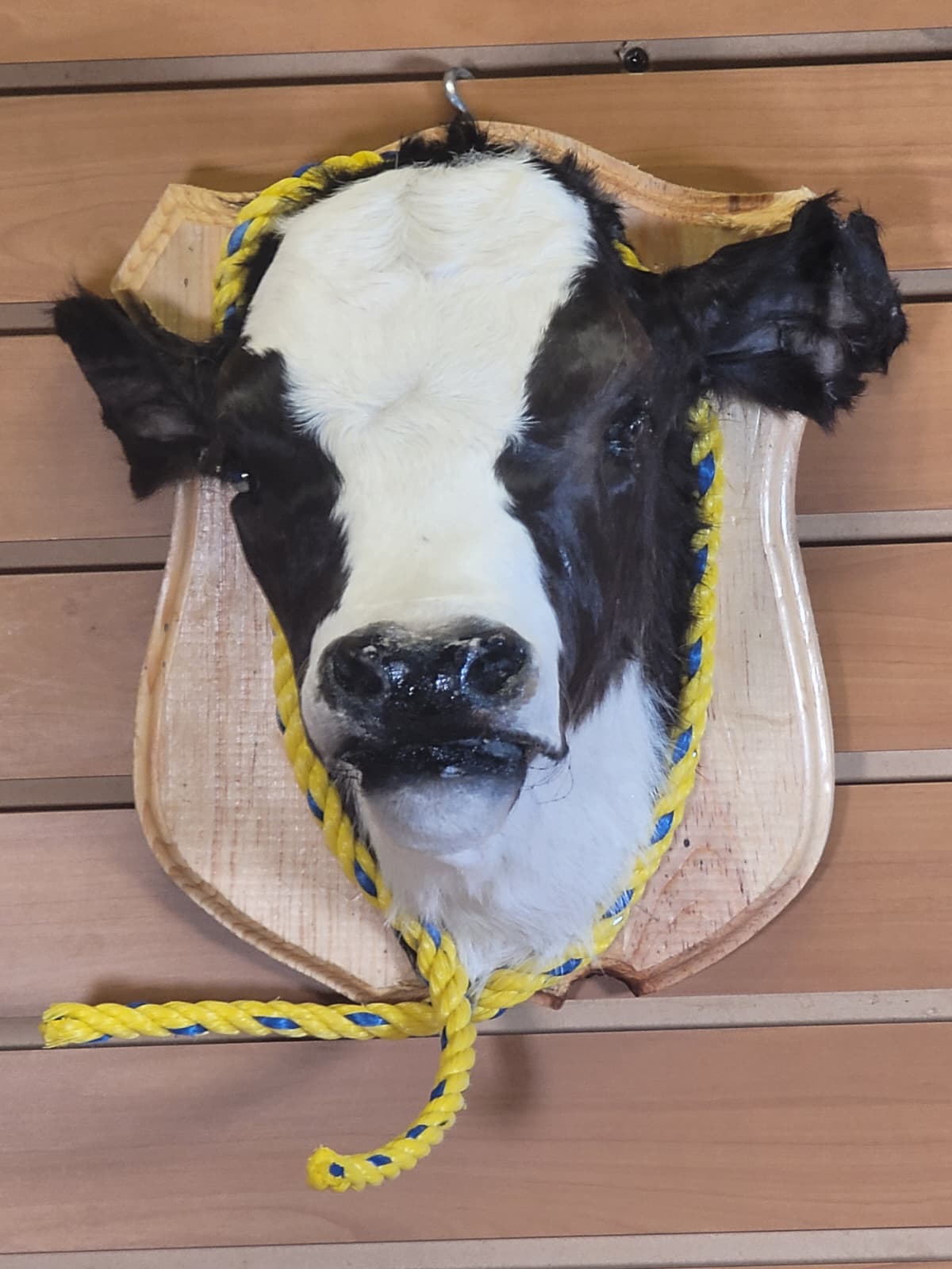 FHCOW303 - Mounted Calf Head – Taxidermy