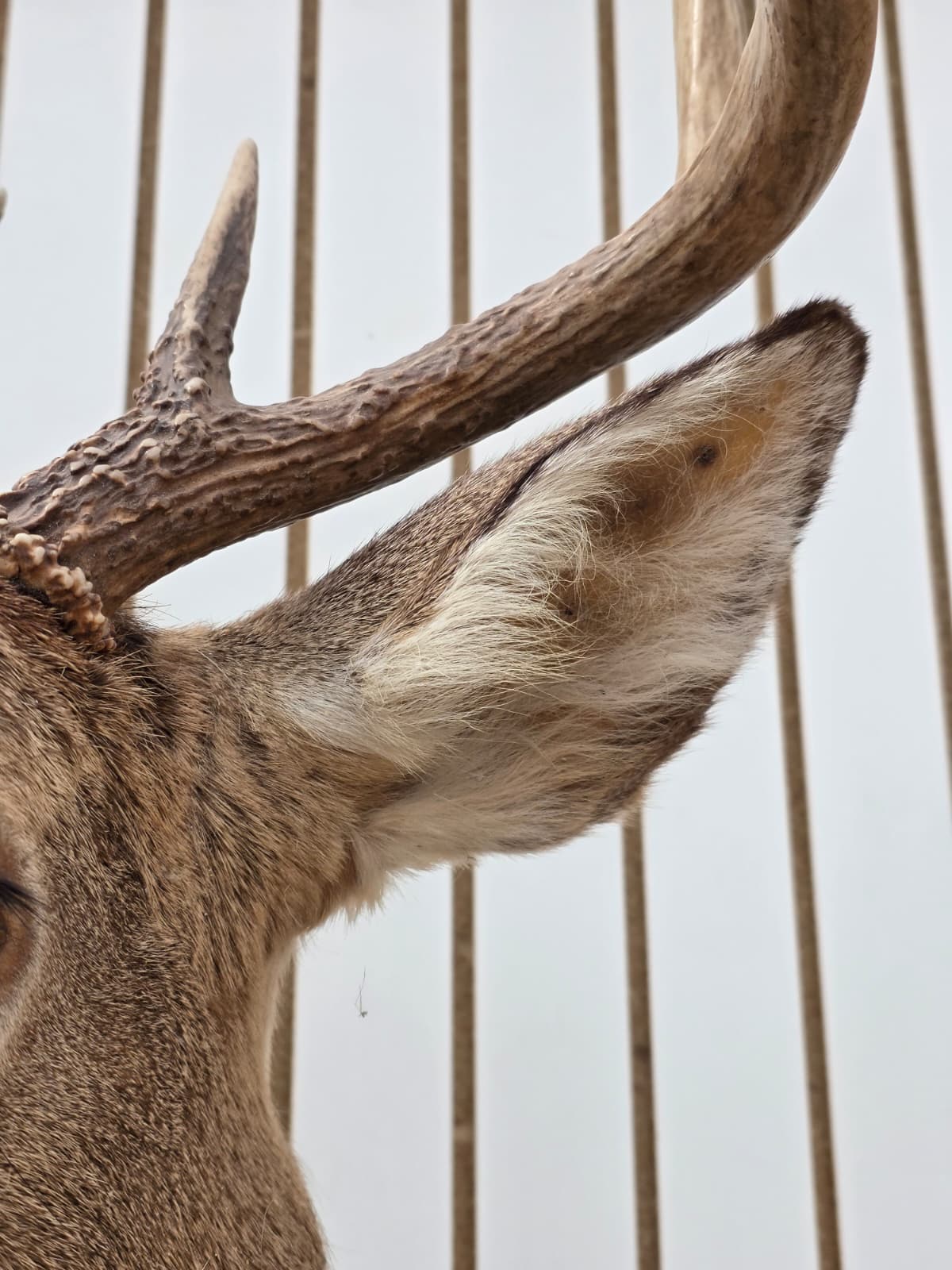 Drmq104 - White-Tailed Deer Shoulder Mount – Taxidermy Wall Display
