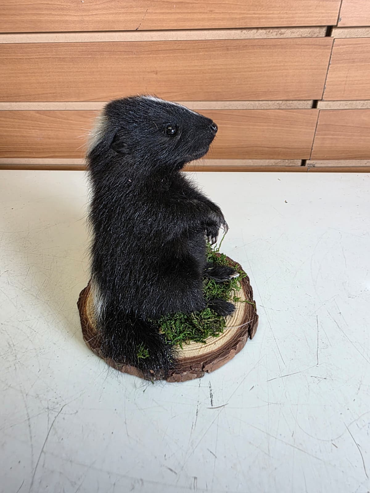 Fhck173 - baby skunk taxidermy mount