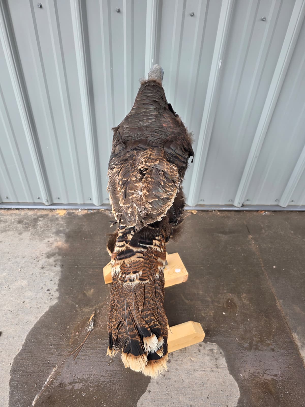 Jtv414 - Full Mount Turkey Hen Decoy – Realistic Taxidermy Display