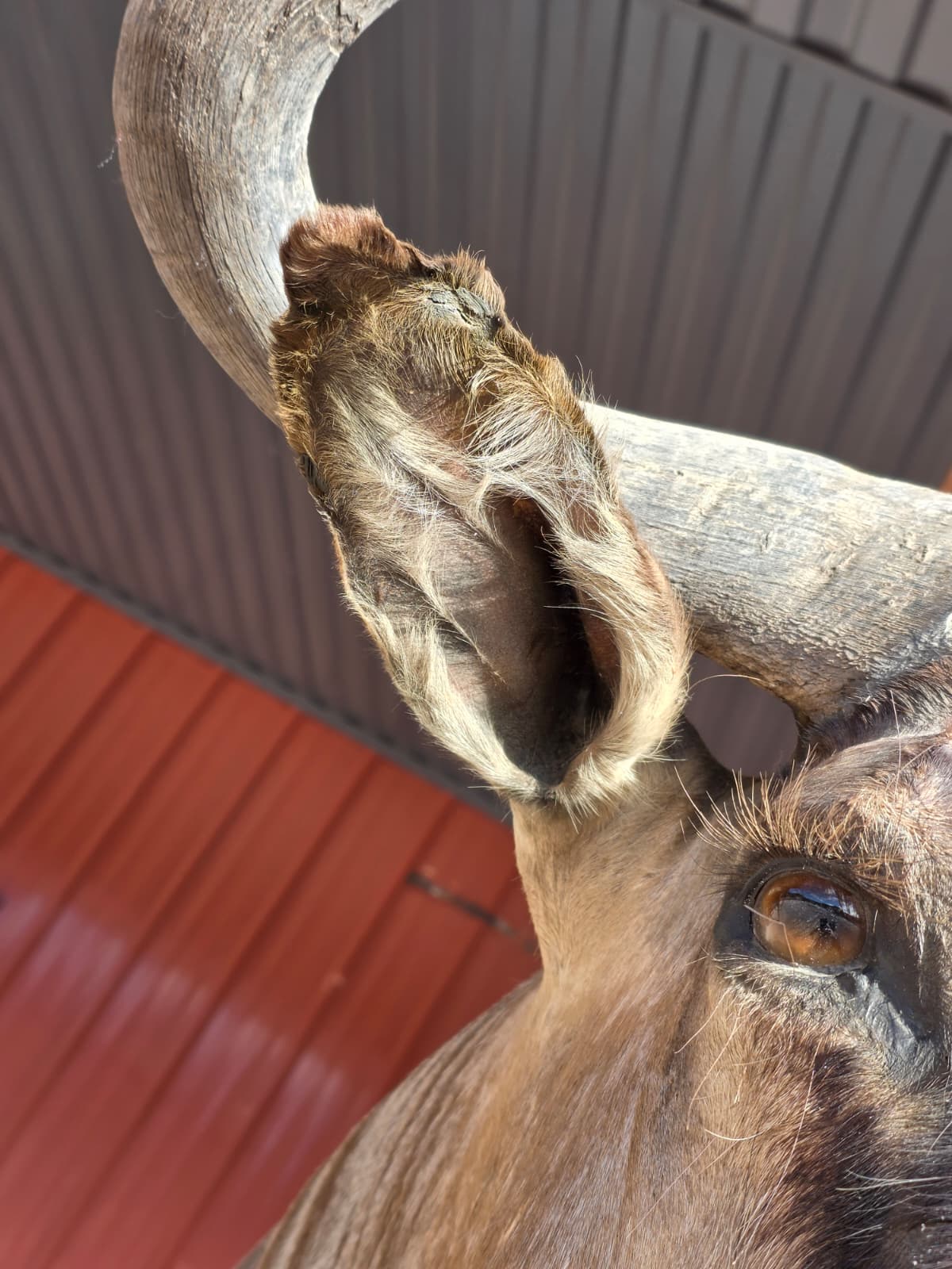 Spl12 - Golden Wildebeest Head Taxidermy