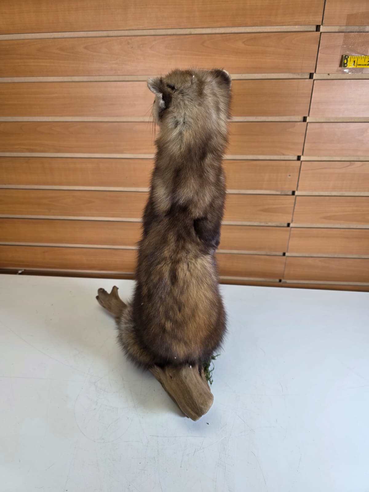 Fhck153 - Taxidermy Marten full body mount