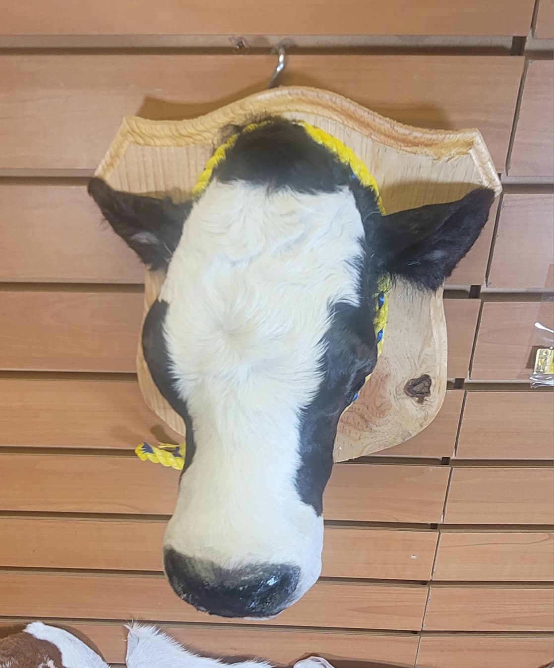 FHCOW308 - Mounted Calf Head – Taxidermy