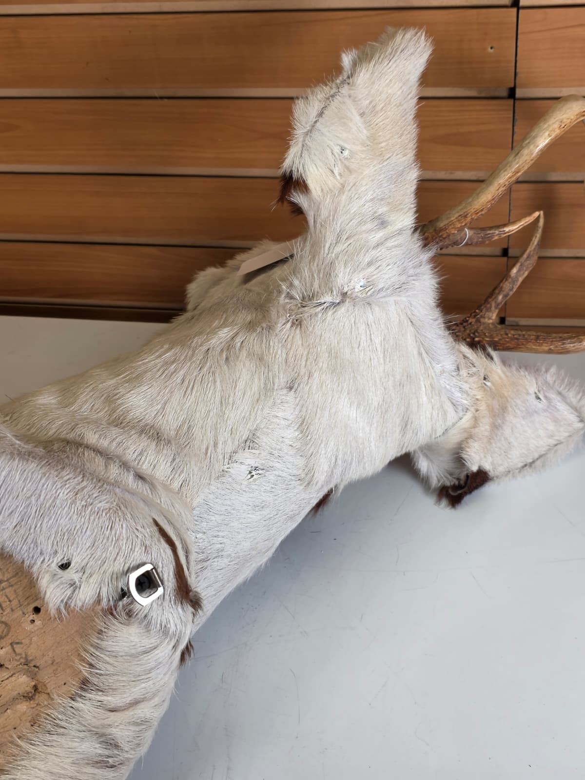 Jtv113 - replica Spotted Deer – Taxidermy Mount