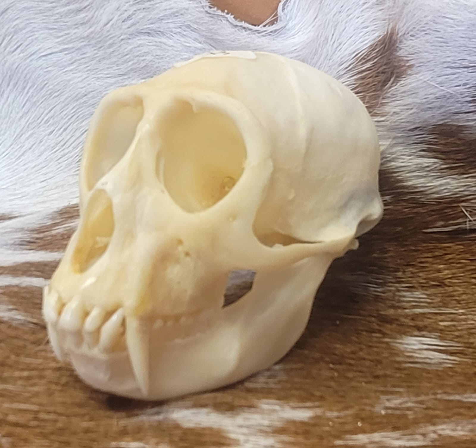 FHPS300 - Tufted Capuchin real monkey skull