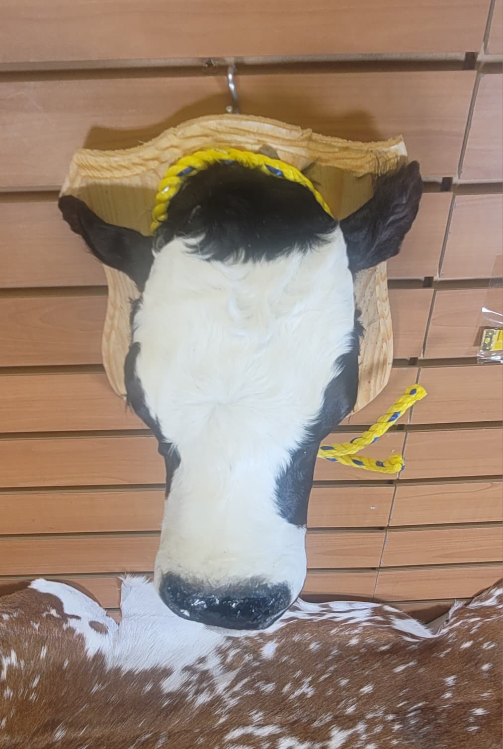 FHCOW307 - Mounted Calf Head – Taxidermy