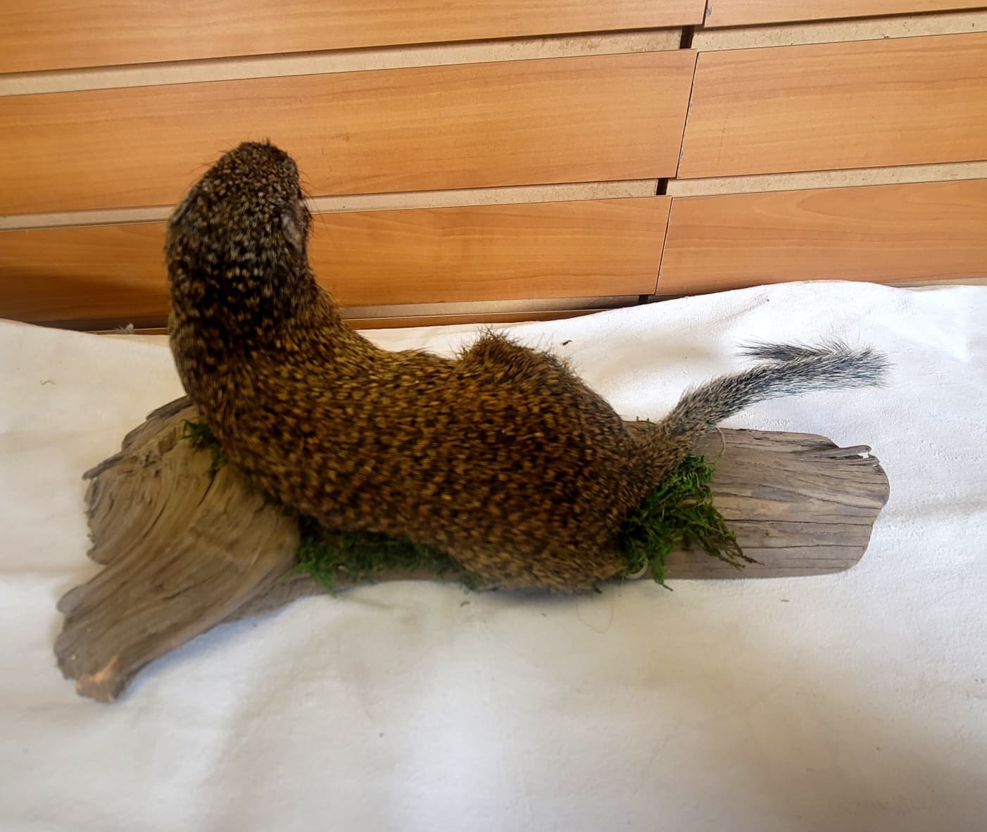 FHSQ300 - Franklin’s Ground Squirrel – Full Body Taxidermy Mount